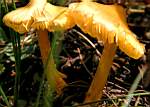 dr_Yellow Mushrooms.JPG